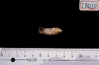 藏品(現生豬門齒)的圖片